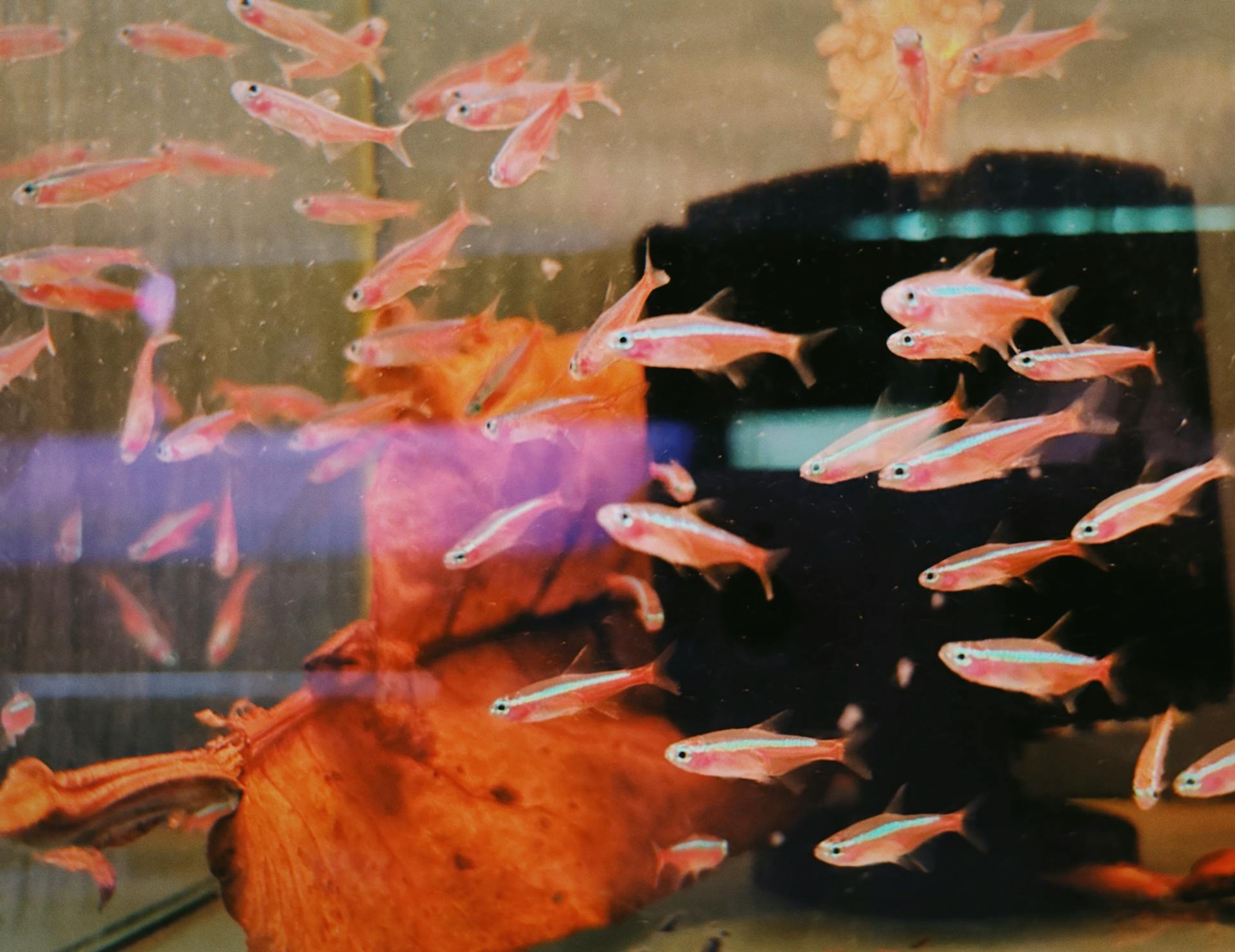 Pet fish in an aquarium | Source: Pexels