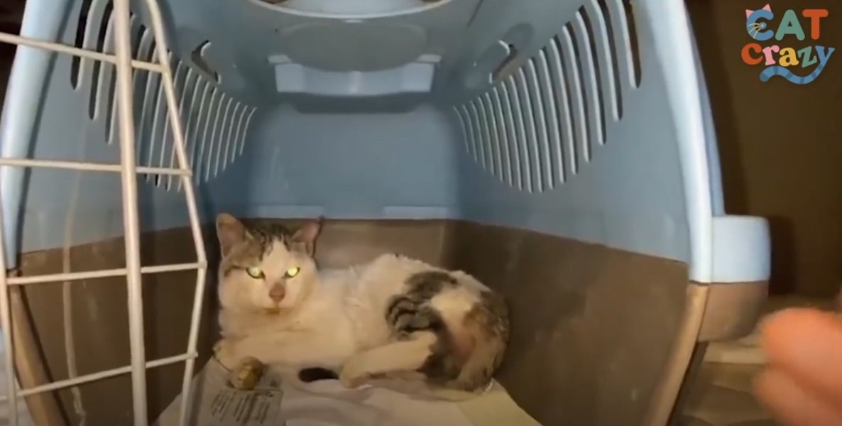 Katze sitzt verängstigt in Transportbox | Quelle: Facebook/Dodo
