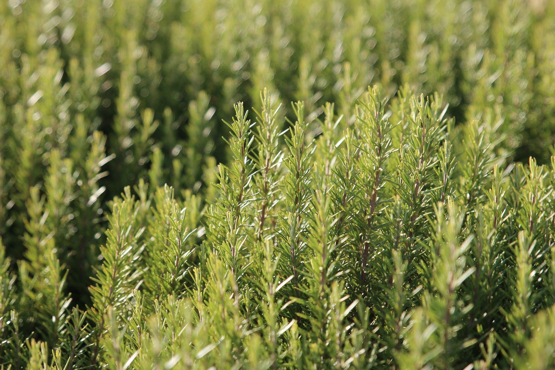 A field full of rosemary plants basking in the sun| Photo: Pixabay/Samuele Schirò