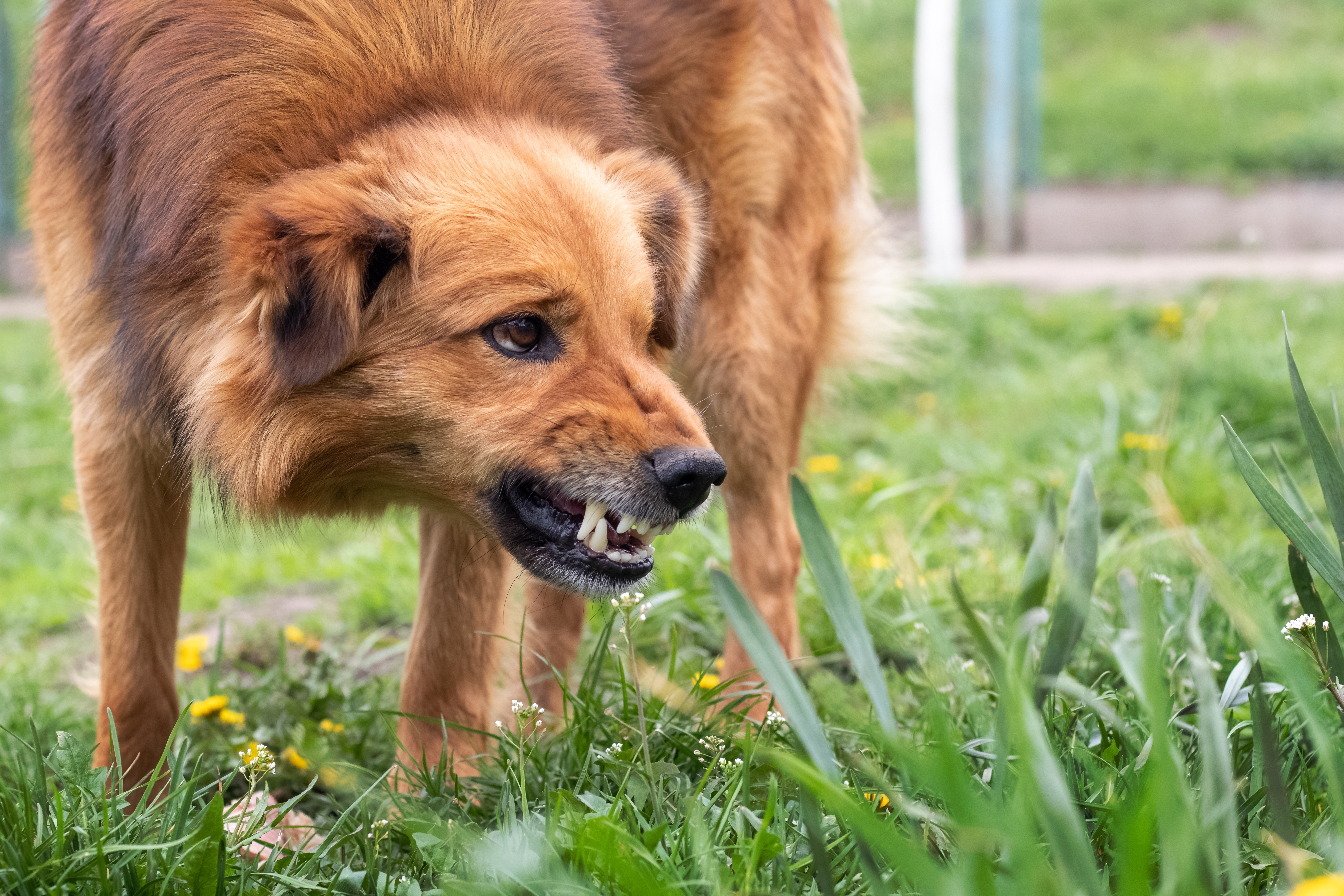 Aggressive dog barks | Source: Shutterstock