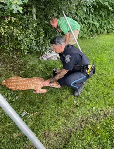 A police officer can be seen comforting an injured deer | Photo: Facebook/Foxborough Police Department