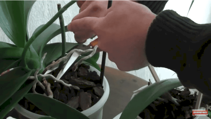 Entretien d'orchidée. | Source : Youtube / Les mamas prévoyantes Entretien d'orchidée. | Source : Youtube / Les mamas prévoyantes