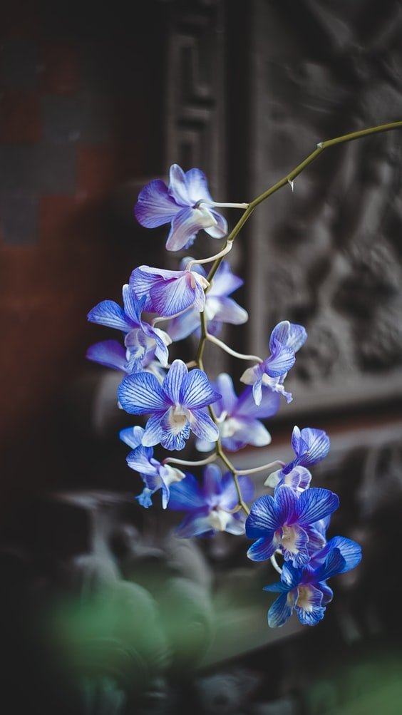 Une orchidée. l Source : Unsplash
