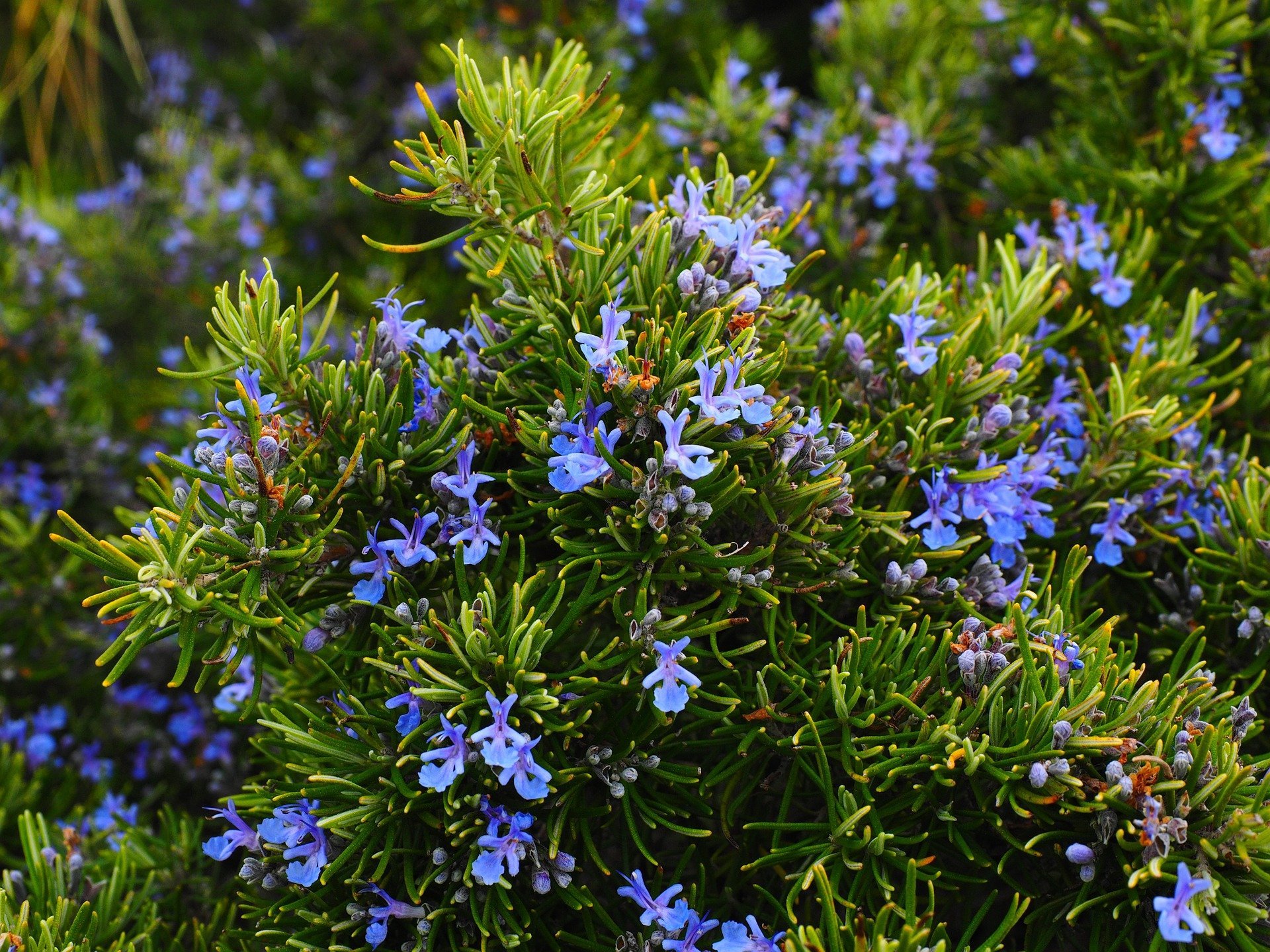 A picture of a rosemary plant. | Photo: Pixabay
