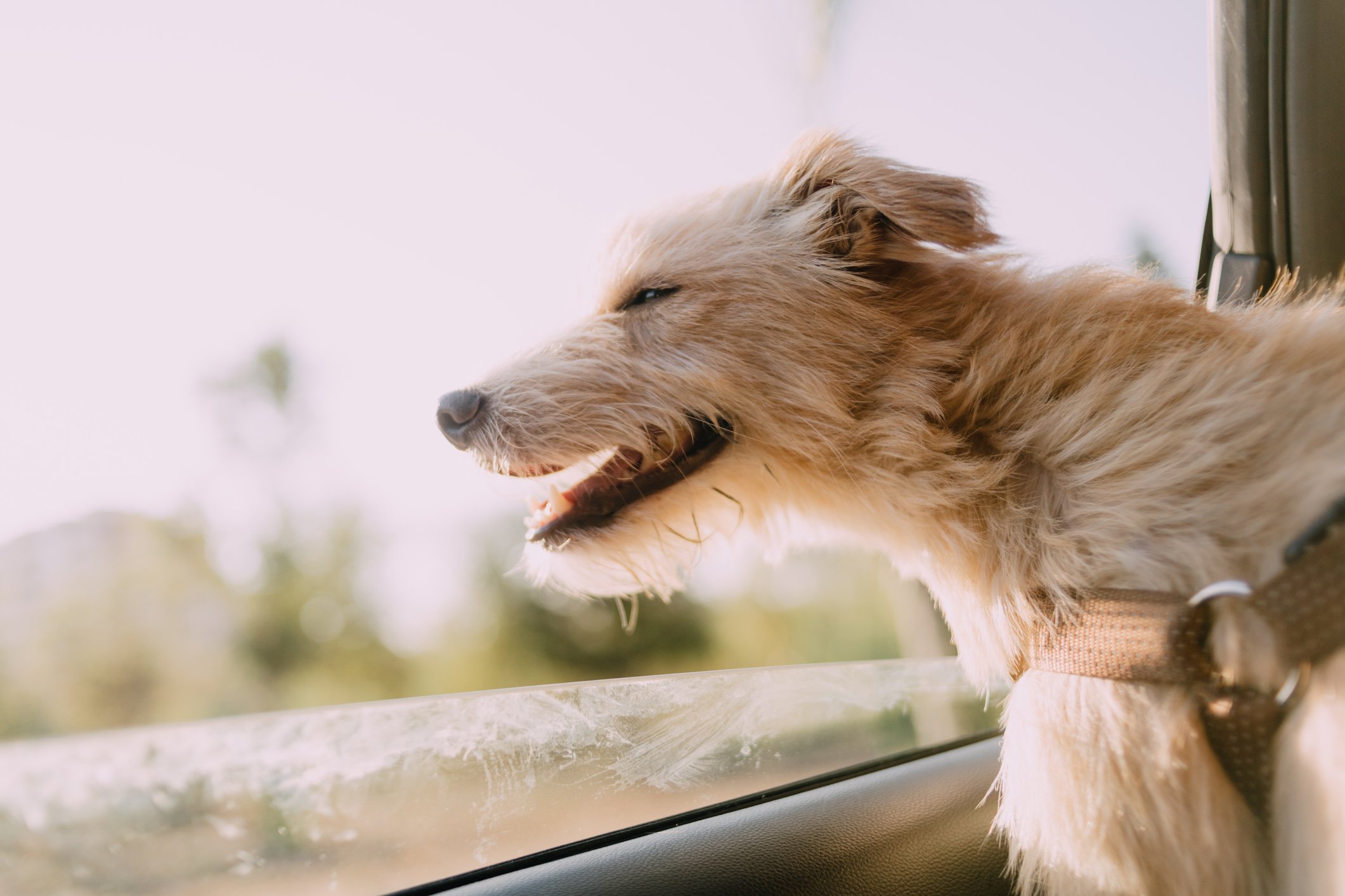 Nahaufnahme des Hundes im Auto I Quelle: Getty Images