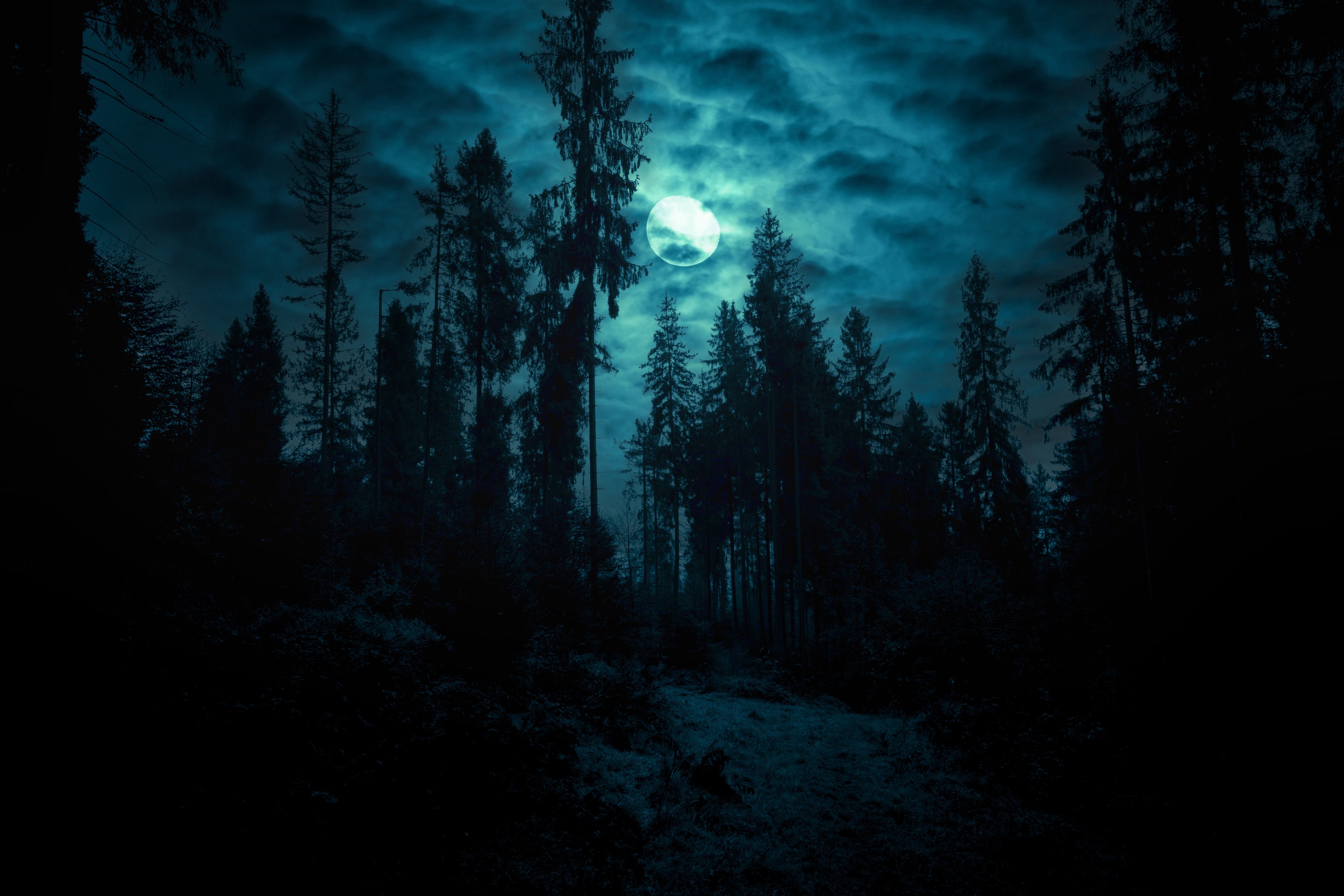 Full moon through the clouds over the spruce trees of magic mysterious night forest. | Source: Shutterstock