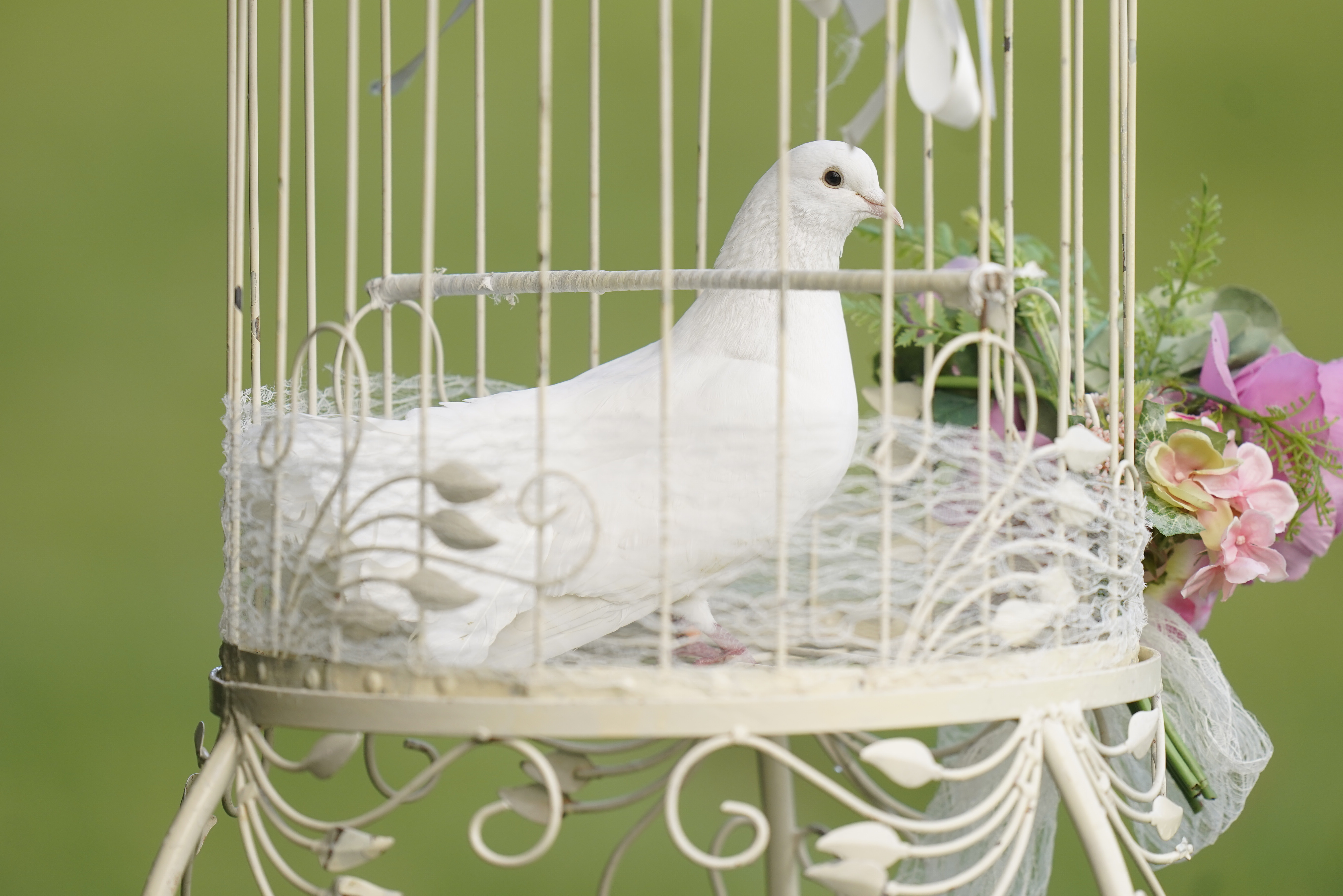 A white dove inside a cage at The Vivienne's funeral on January 27, 2025 | Source: Getty Images