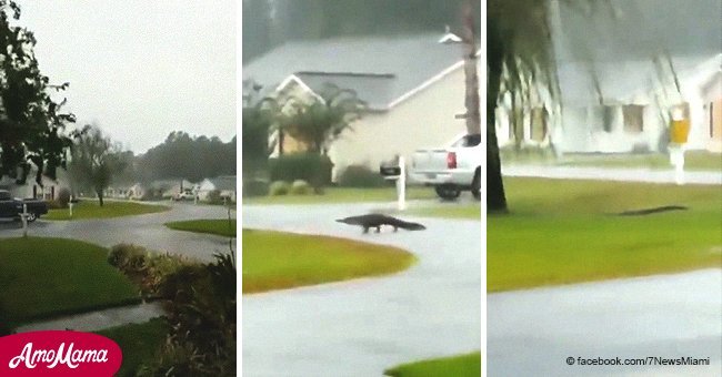 Hurricane Florence causes alligators and other animals to wander the streets