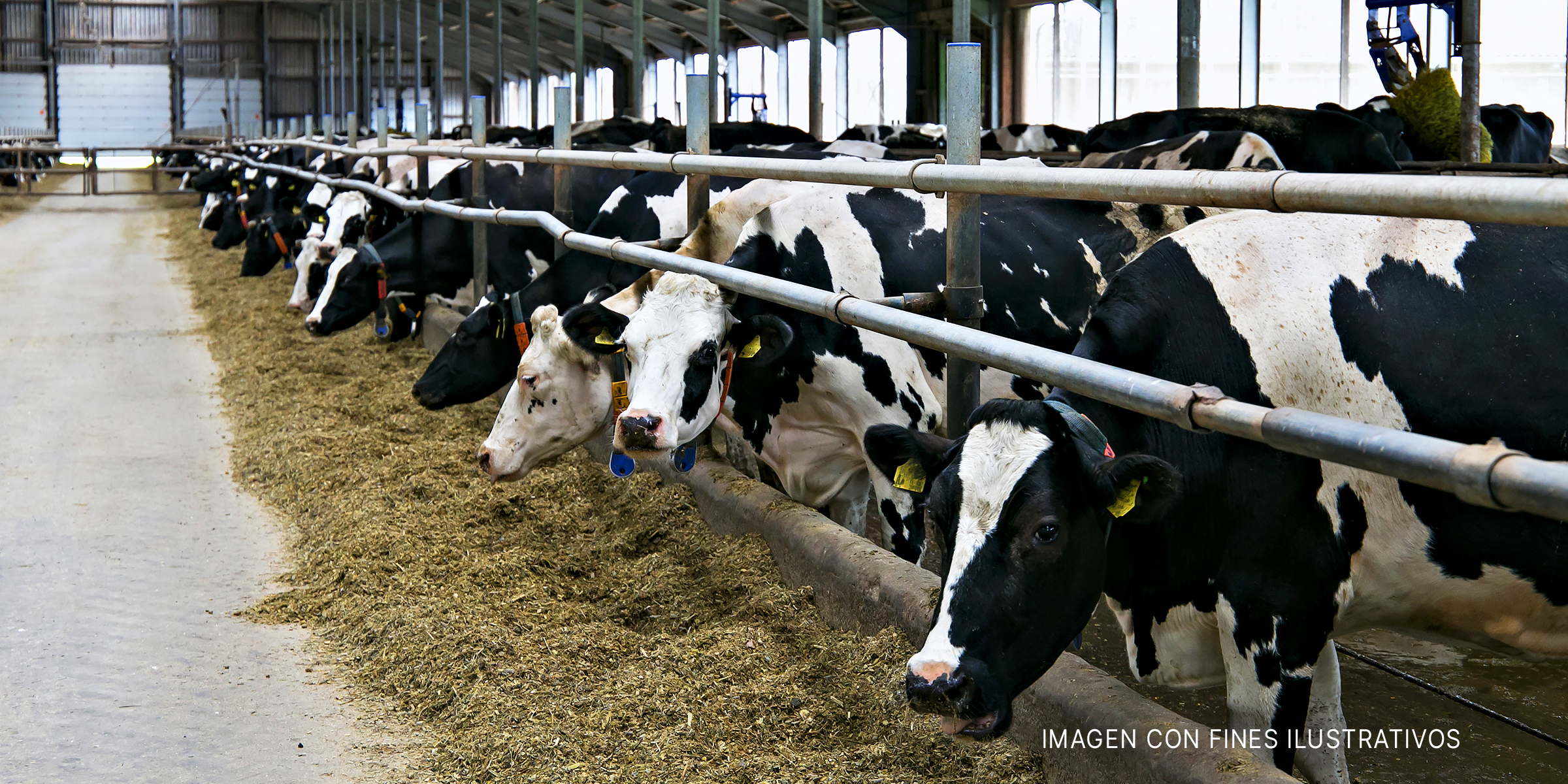 Vacas dentro de un establo. | Shutterstock