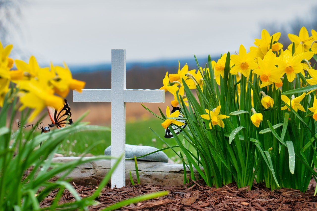 Beautiful daffodils in a graveyard | Photo: Pexels