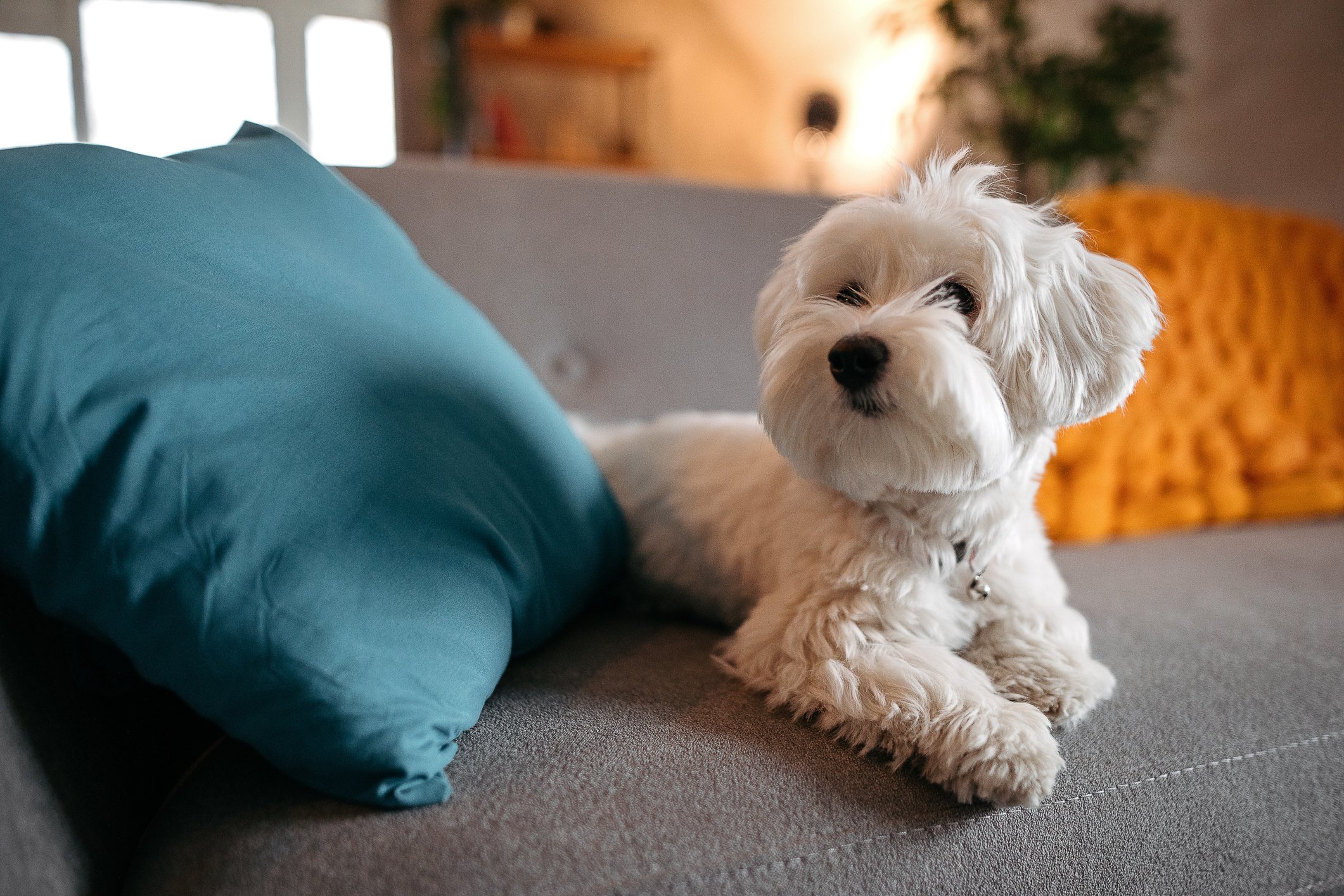 Netter maltesischer Hund entspannend auf dem Sofa im modernen Wohnzimmer I Quelle: Getty Images