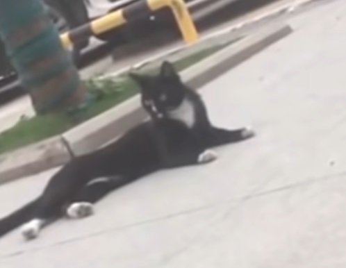 Katze spielt mit Maus | Quelle: Weibo / Whirlpool video Katze spielt mit Maus | Quelle: Weibo / Whirlpool video