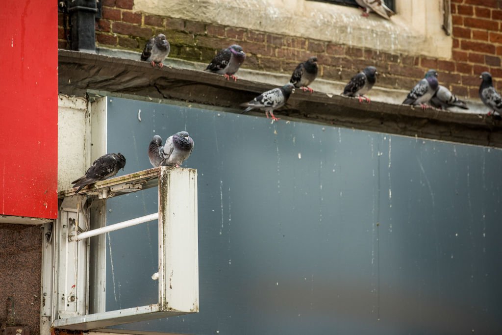 Tauben sitzen auf dem Schild über einem geschlossenen Einzelhandelsgeschäft in Croydon, Greater London. (Fotograf: Jason Alden) | Quelle: Bloomberg über Getty Images
