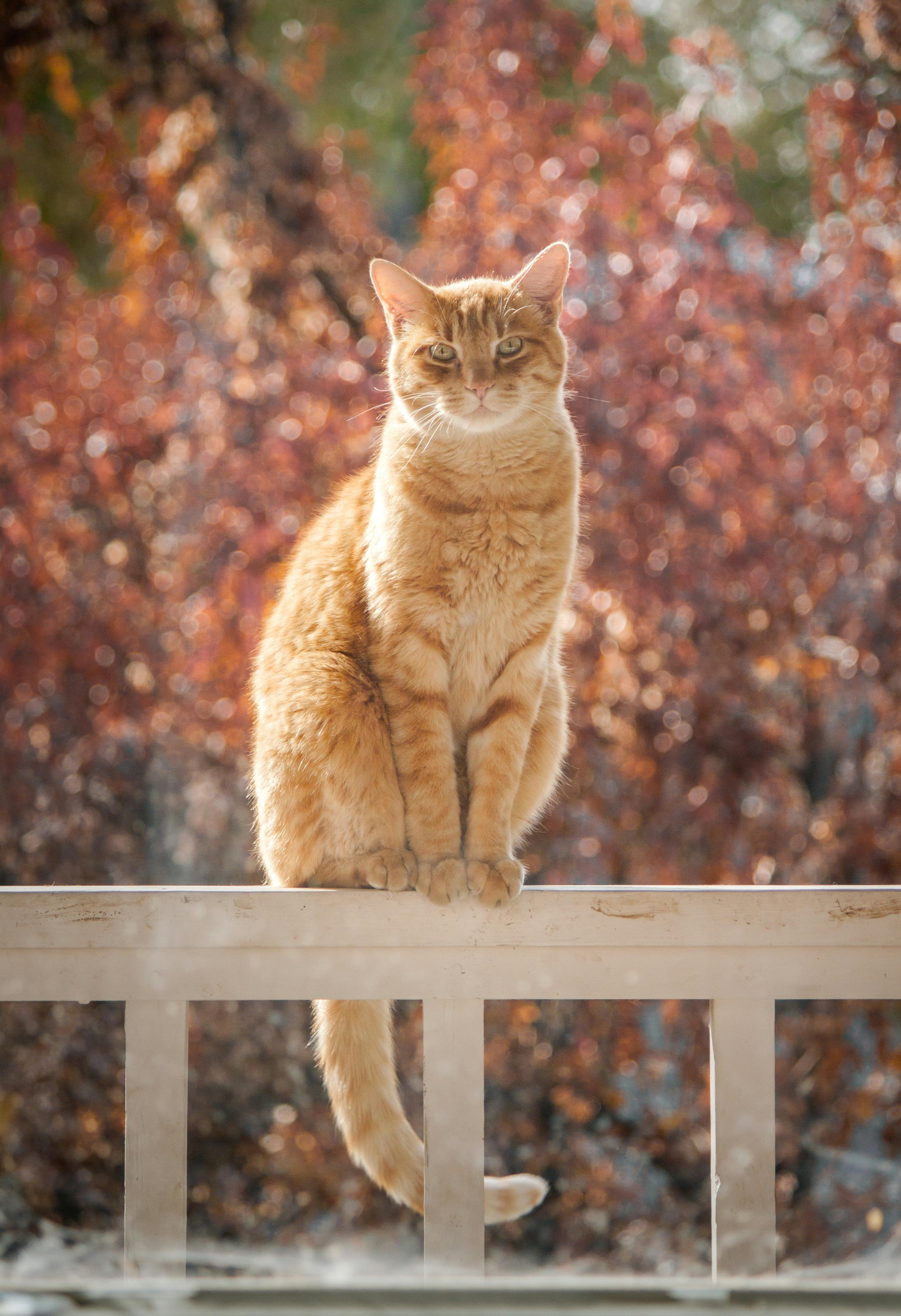 An orange cat | Source: Pexels