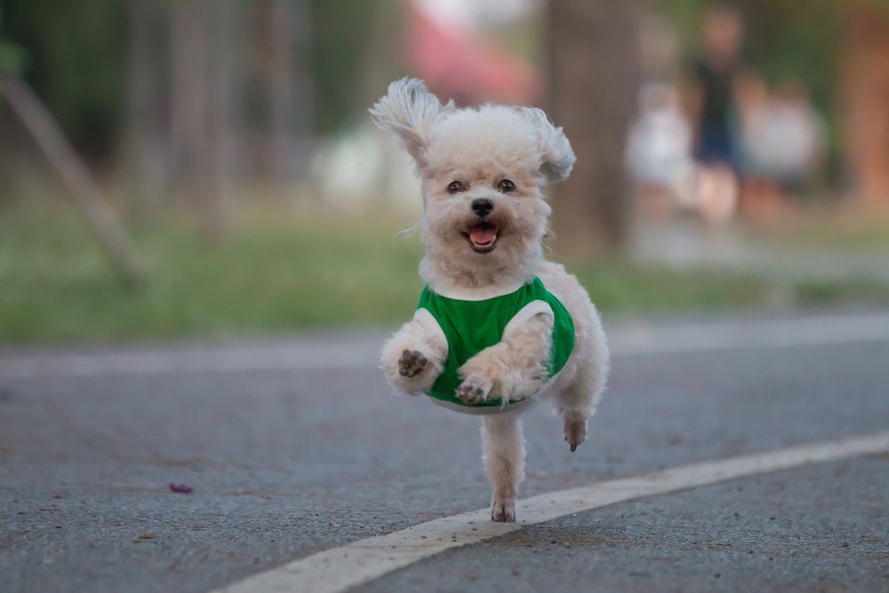 Perro de raza pequeña con pelaje blanco, corriendo por un camino de asfalto. | Foto: Shutterstock