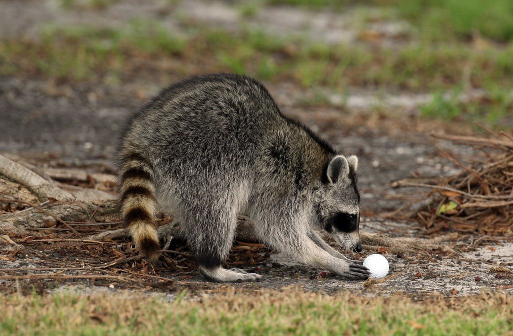 Un raton laveur.| Photo : Getty Images
