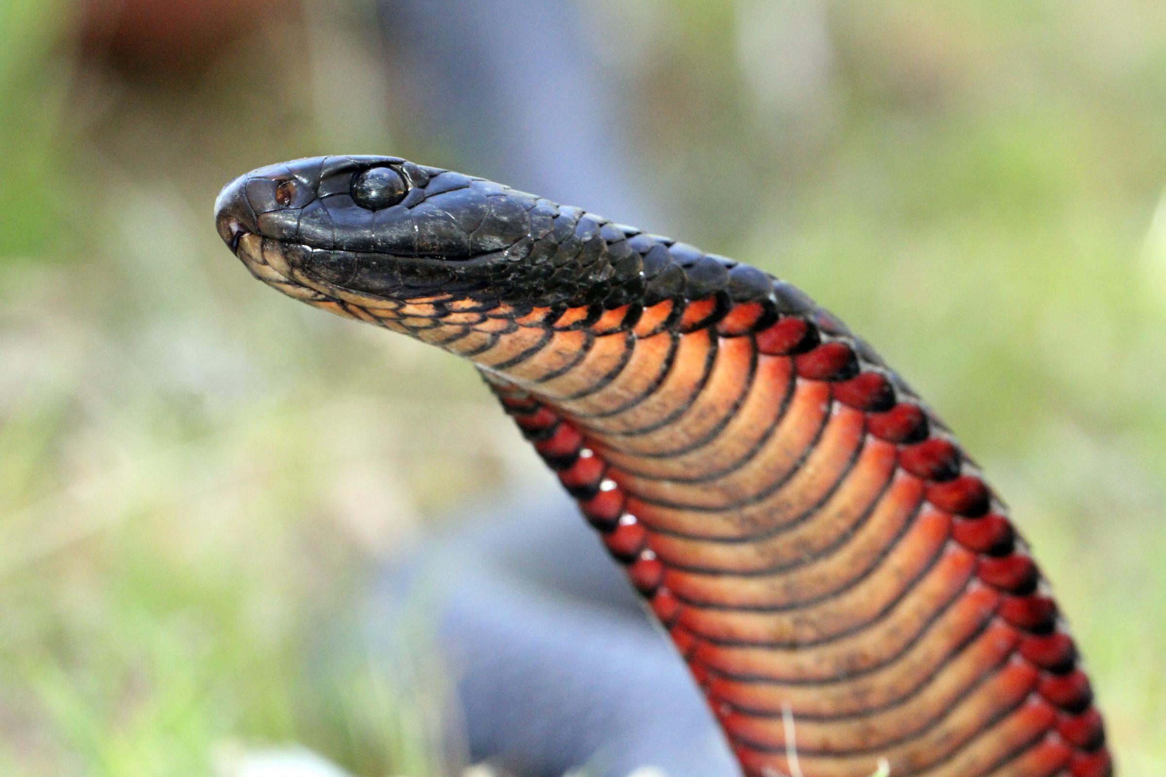 A red-bellied black snake | Source: Commons.wikimedia
