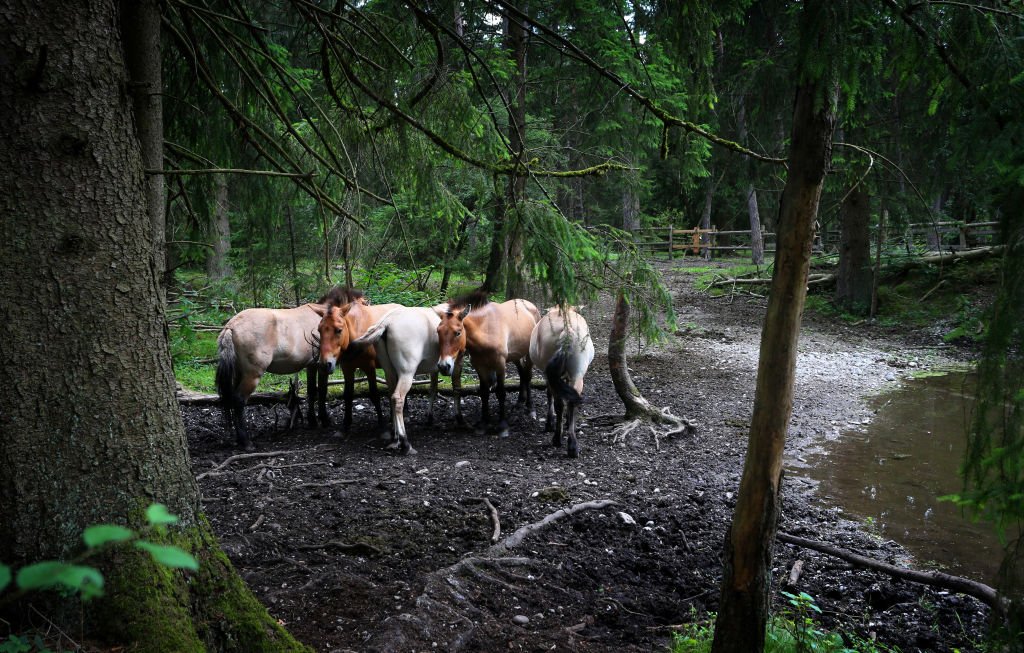 Des chevaux dans une campagne | Source : Getty Images Des chevaux dans une campagne | Source : Getty Images