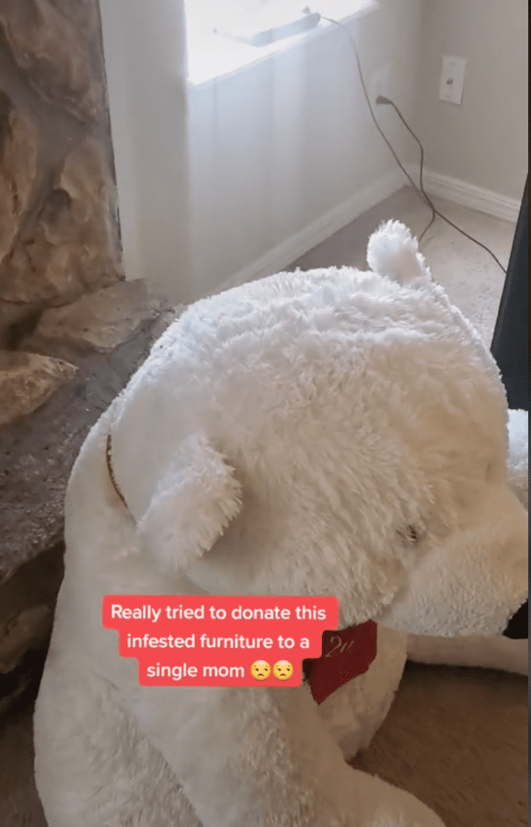 TikToker shows disturbing visual footage of a bed-bug infested teddy bear | Photo: TikTok/exterminatorking