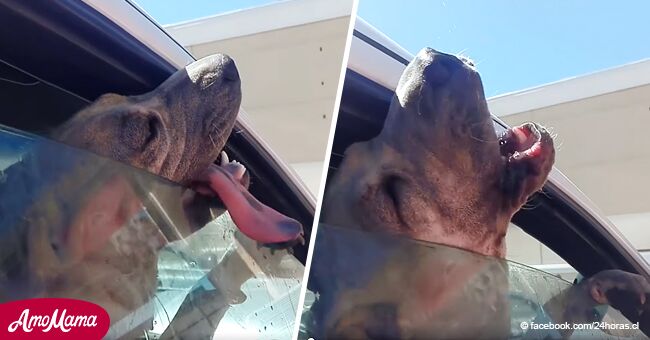 Un chien demande désespérément de l'aide lorsqu'il est laissé dans un camion par 37 degrés Celsius de canicule