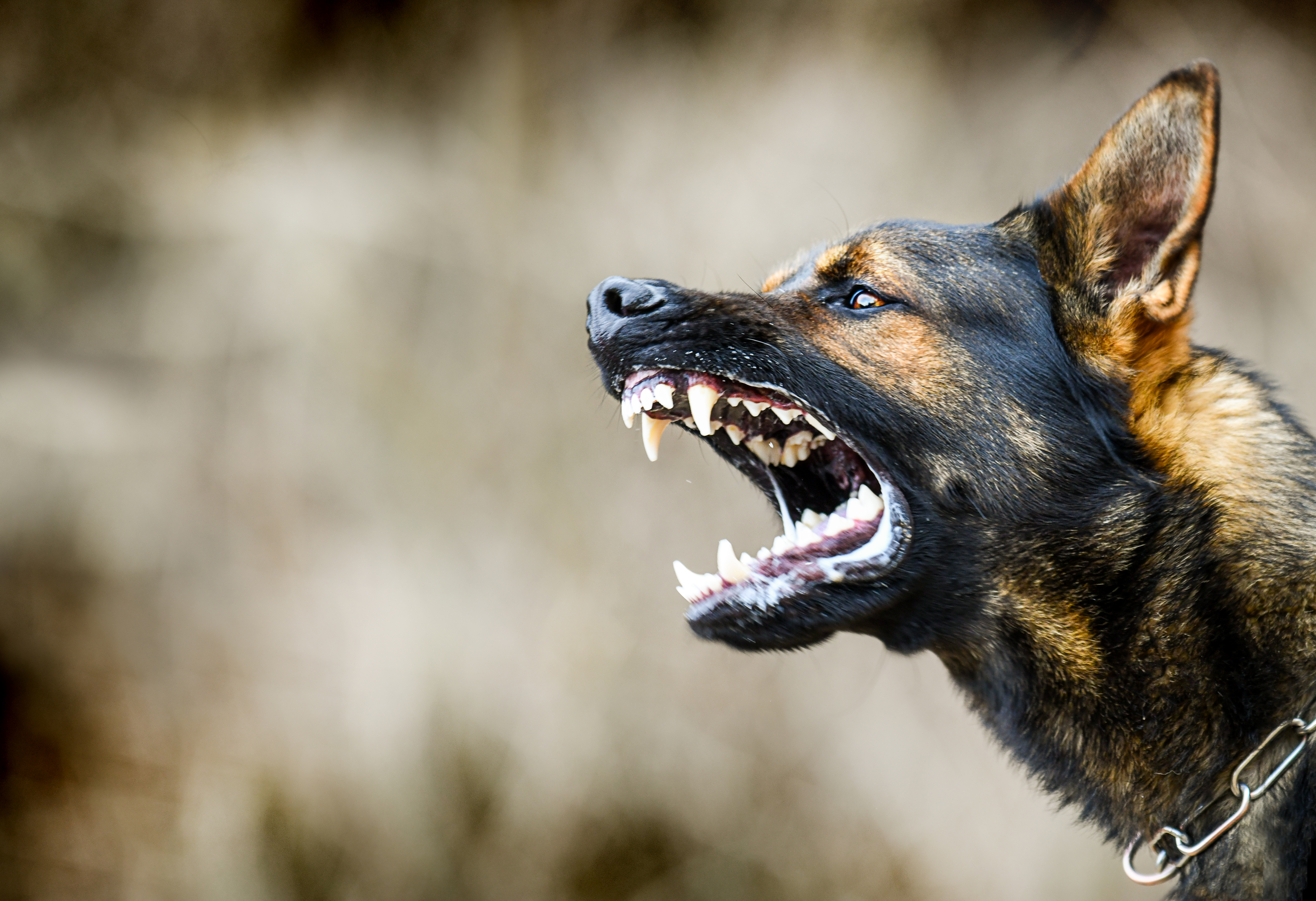 Aggressive dog | Source: Shutterstock