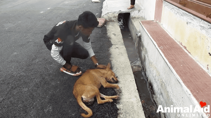 Source: YouTube/Animal Aid Unlimited, India