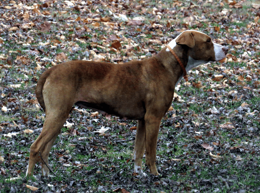 Perro perdido en un parque. | Imagen: Flickr