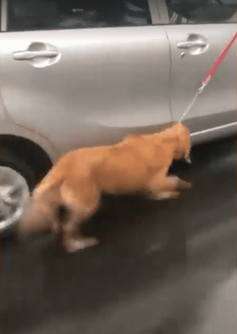 Personas arrastran a su perro al lado del vehículo mientras conducen a alta velocidad. | Imagen: Facebook/Imagen Televisión Puebla Personas arrastran a su perro al lado del vehículo mientras conducen a alta velocidad. | Imagen: Facebook/Imagen Televisión Puebla