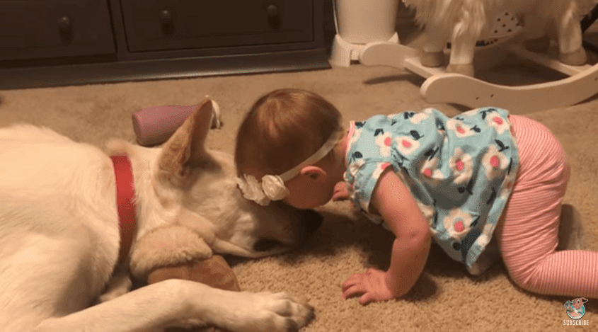 Bebé besa a su perro. | Imagen tomada de:YouTube/ViralHog