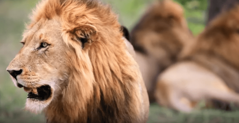 Un león con su manada en el Parque Nacional Kruger. | Foto: ABC Television Stations