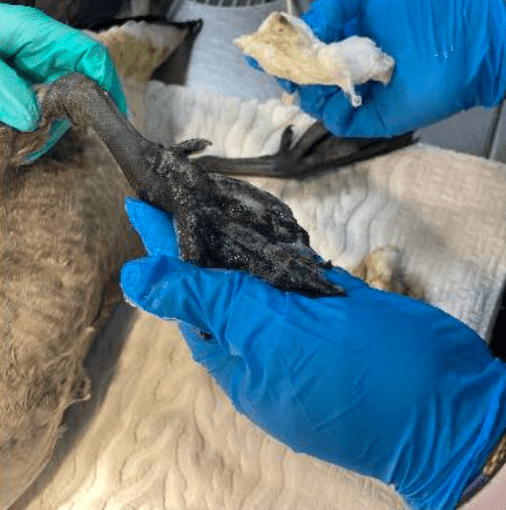 Veterinary staff inspect Arnold's injured foot | Photo: Facebook/CapeWildlife 