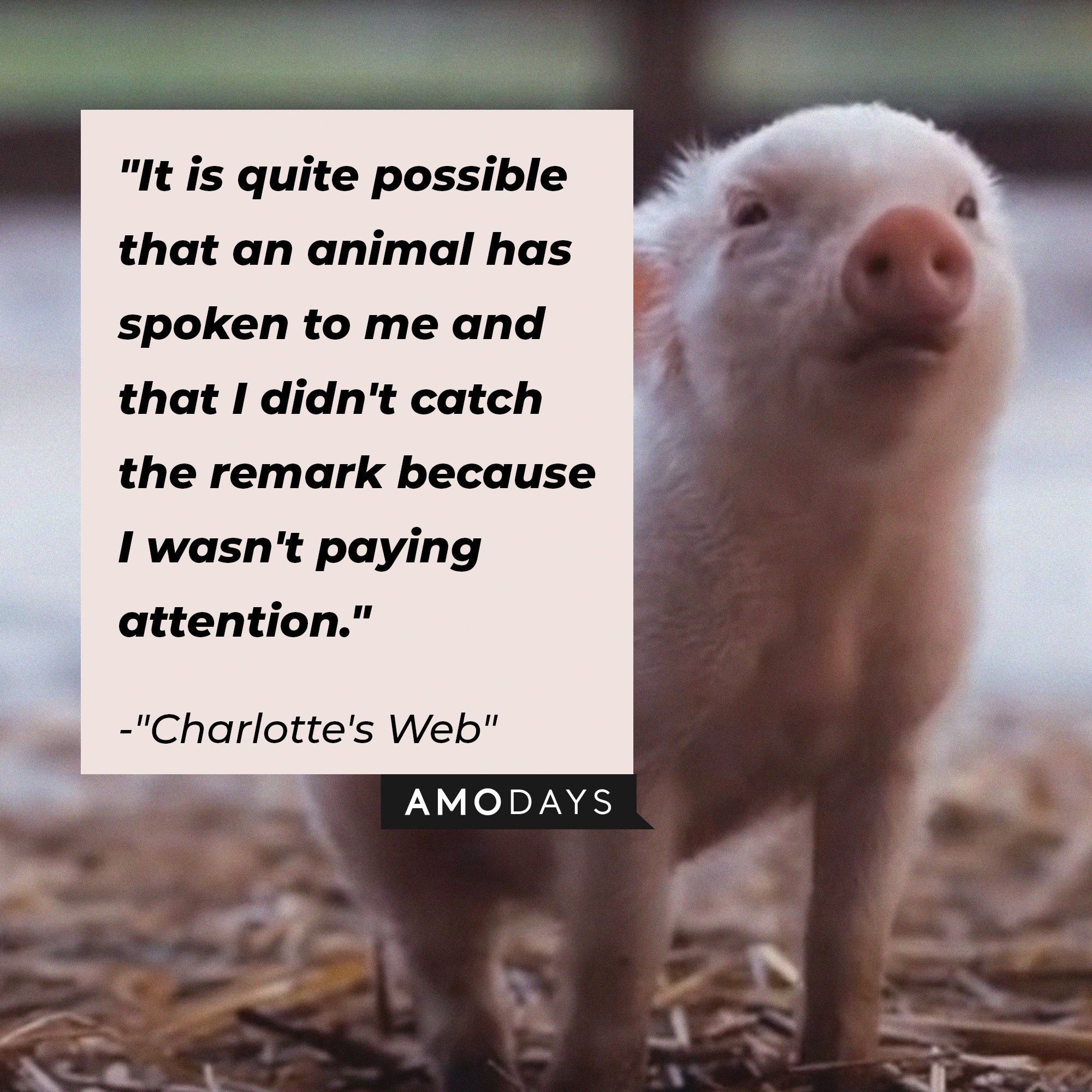 Charlotte's Web quote: "It is quite possible that an animal has spoken to me and that I didn't catch the remark because I wasn't paying attention." | Image: AmoDays