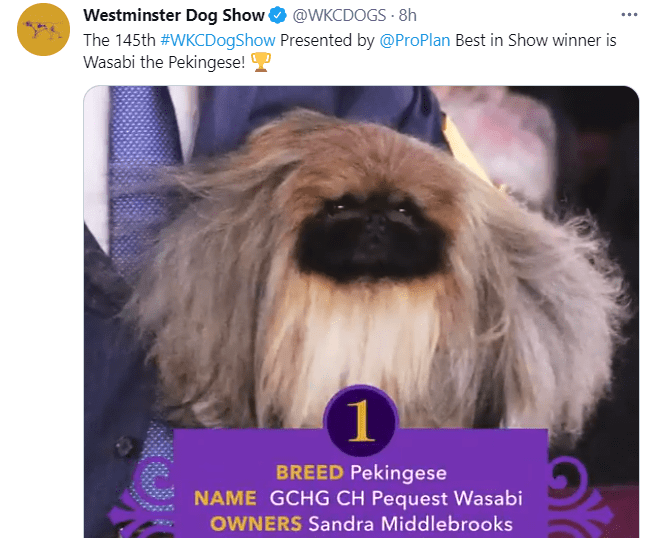 Wasabi announced as the Best in Show winner at the Westminster Kennel Club Dog Show on June 13, 2021 | Photo: Twitter/@WKCDOGS