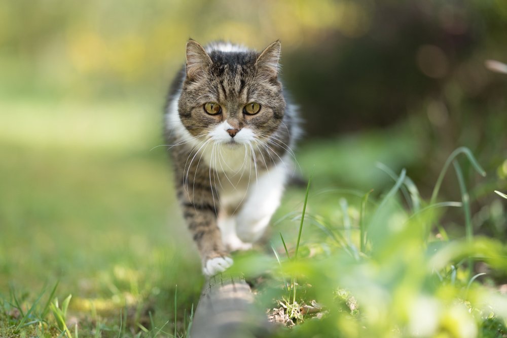 Gato balanceándose en el tronco de un árbol. | Foto: Shutterstock