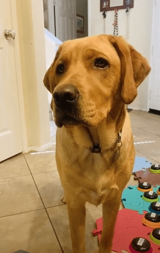 Copper, the talking dog who uses sound buttons to chat with her owner. | Photo: YouTube/SWNS