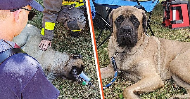 Ein Mastiff [rechts]; Feuerwehrmänner geben einem Mastiff [links]. | Quelle: Facebook.com/DesMoinesGov
