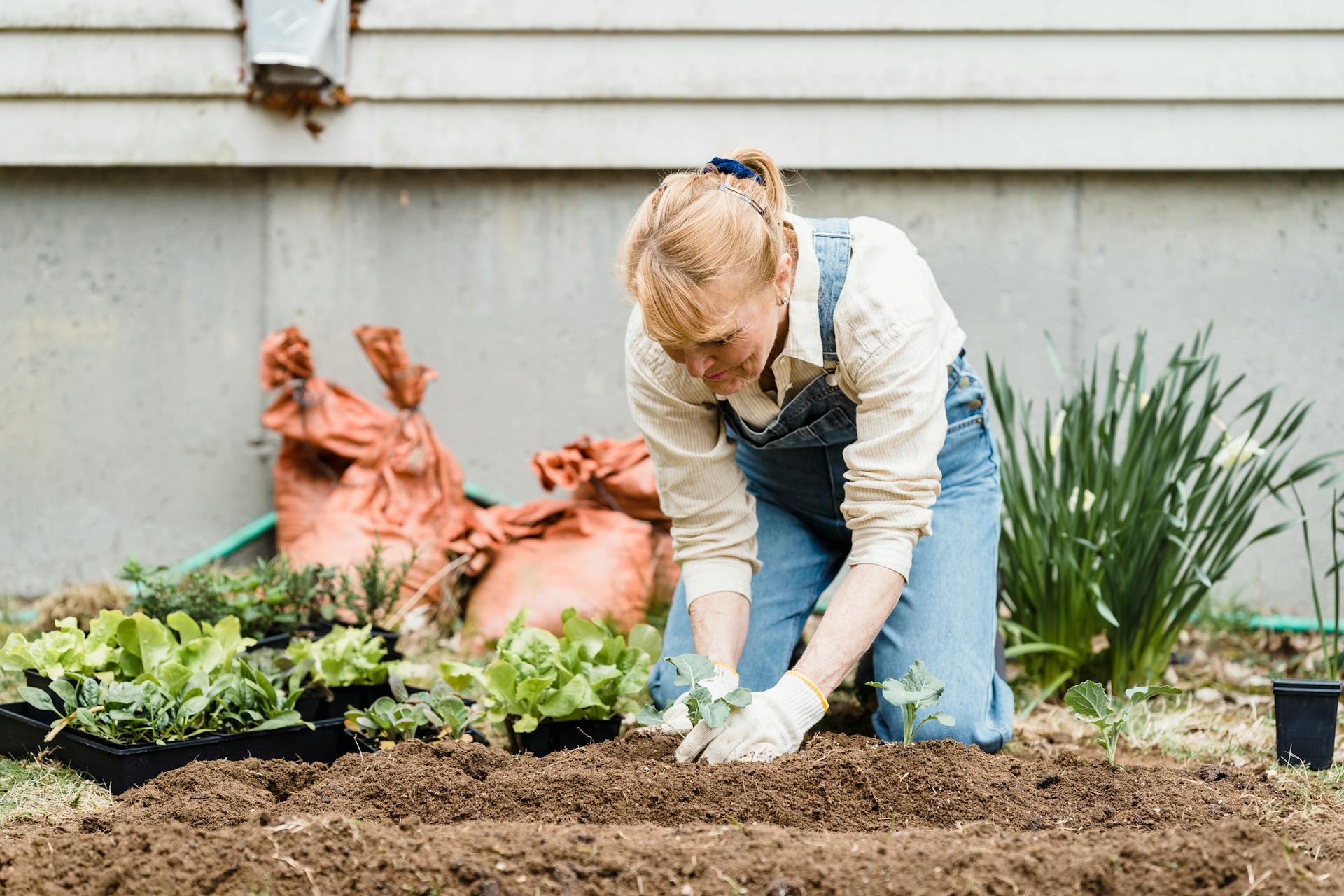 A senior woman planting seedlings in her garden | Source: Pexels