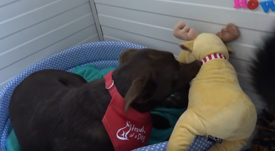 Remy mit seinem neuen Spielzeug | Quelle: YouTube/Howl of a Dog