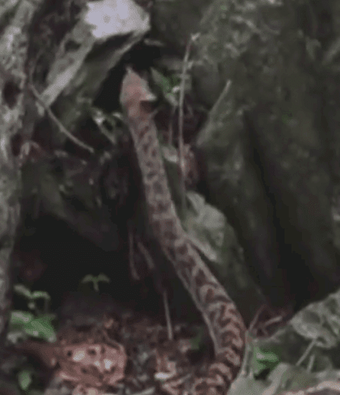 Un serpent | Photo : Facebook / 7NewsBrisbane Un serpent | Photo : Facebook / 7NewsBrisbane