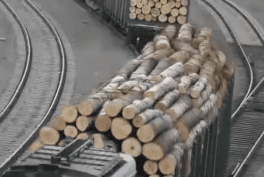 Illegal loggers smuggling timber | Photo: Youtube/EIAEnvironment