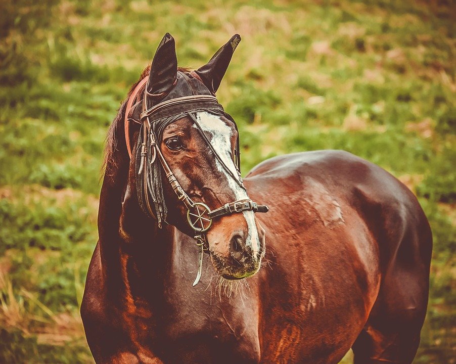 Pferd mit gebissloser Zäumung | Quelle: Pixabay