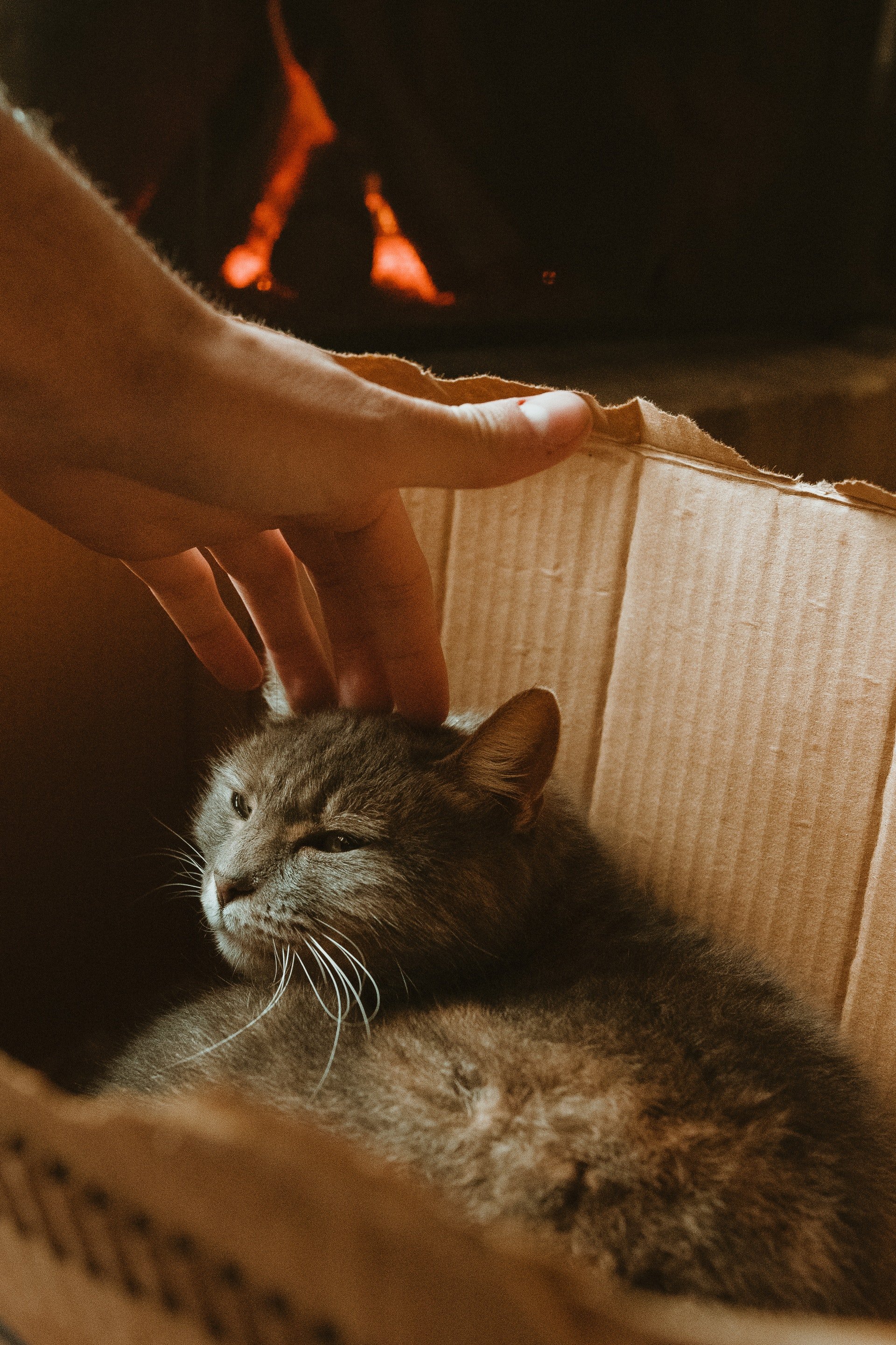Person's hand petting a cat lying in a box | Photo: Pexels/Agustín Garagorry
