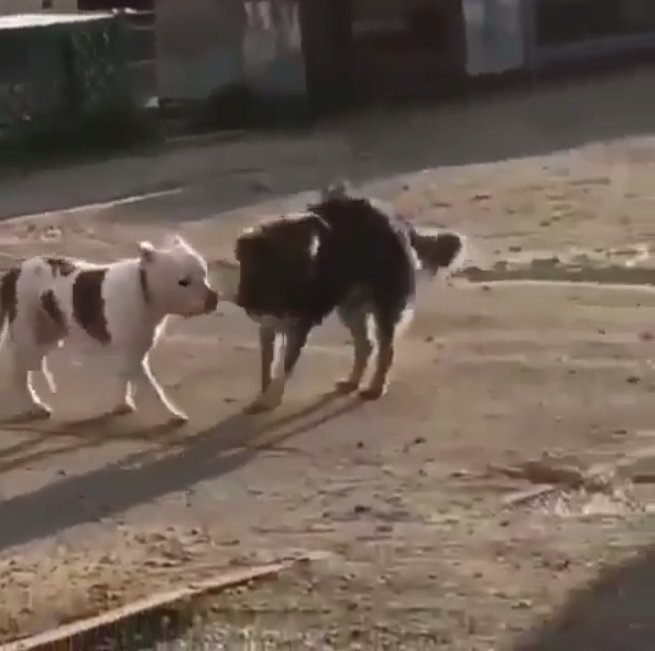 El perrito logró su cometido e intentó llevarse a la mascota. || Fuente: Instagram/natasha_nvrs El perrito logró su cometido e intentó llevarse a la mascota. || Fuente: Instagram/natasha_nvrs