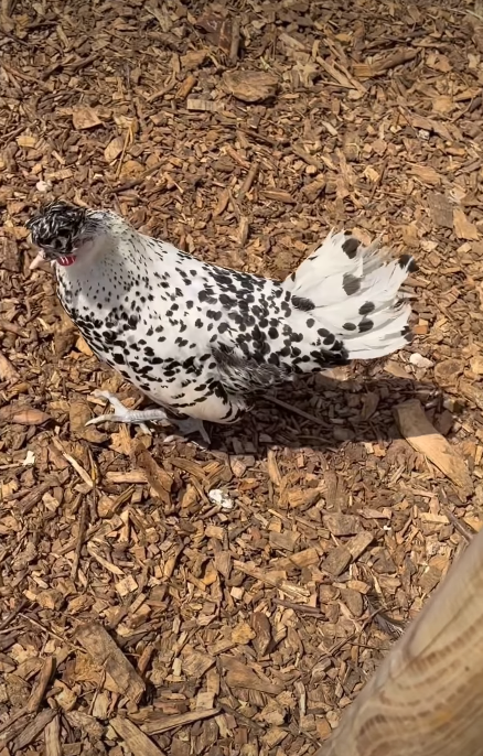One of David's gift chickens | Source: Instagram/victoriabeckham