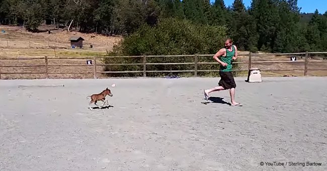 Adorable miniature horse foal chases man in cute viral video