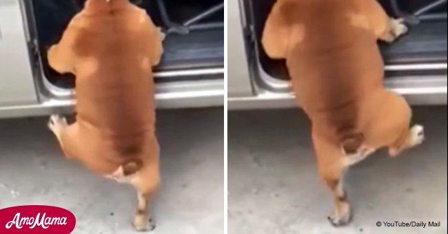Video shows dog with short legs struggling to climb inside a car