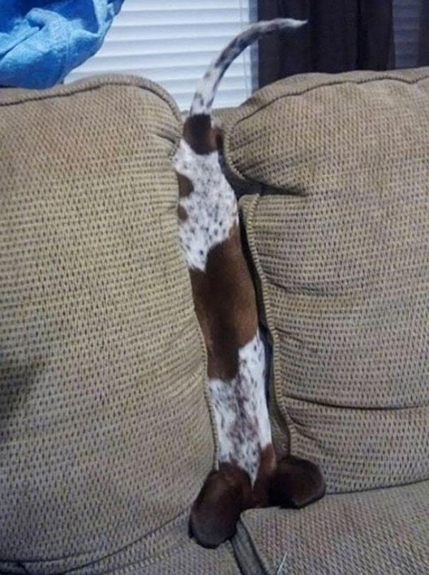 Chien / Source : Reddit Chien / Source : Reddit
