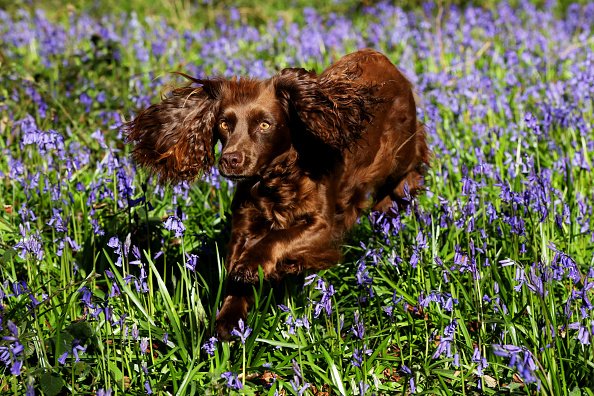 Un chien saute à travers une couverture de campanules.| Photo : Getty Images