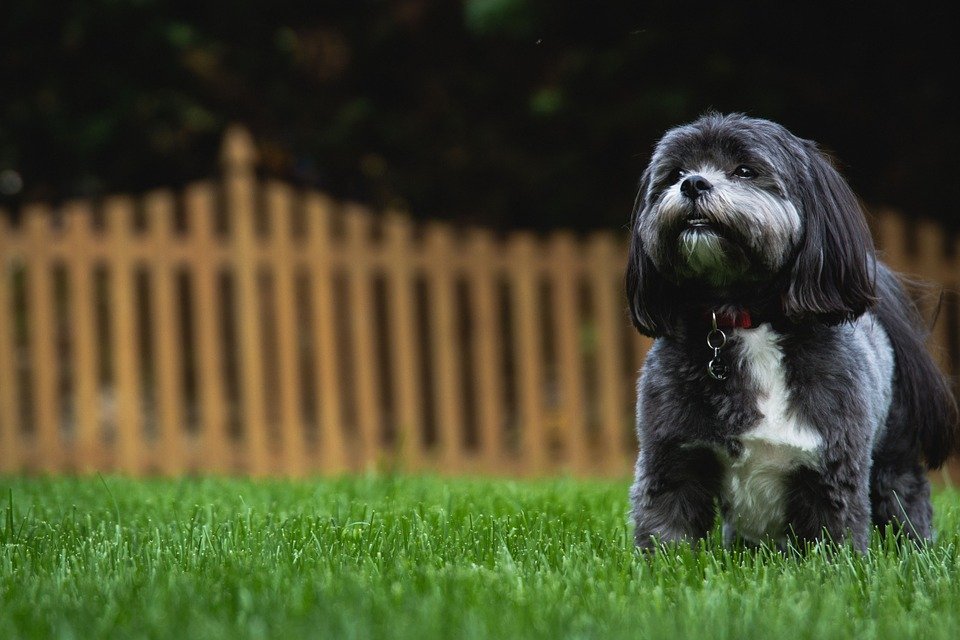 Perrito Shih Tzy sano y juguetón │Imagen tomada de: Pixabay