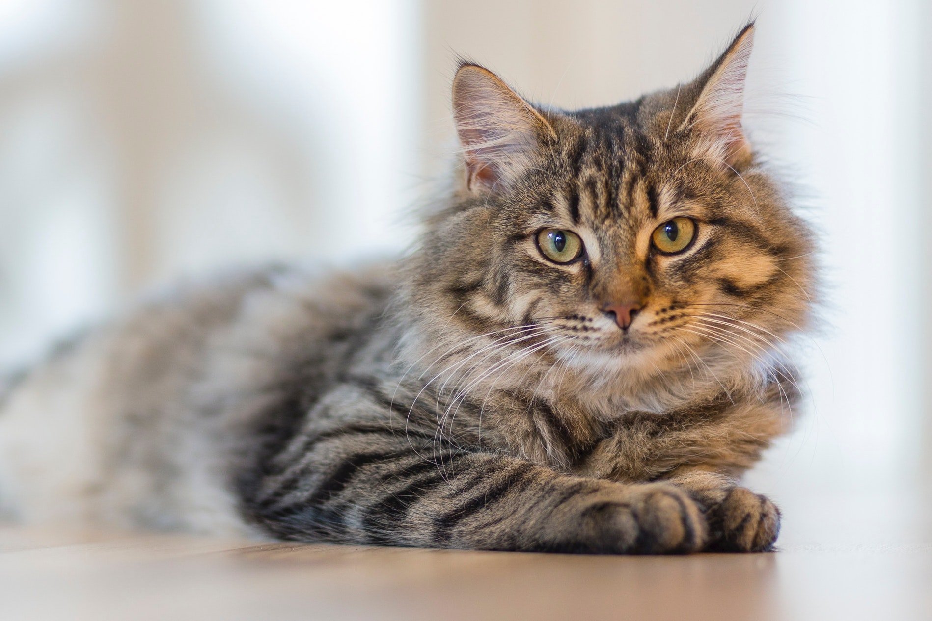An image of a cat | Photo: Pexels